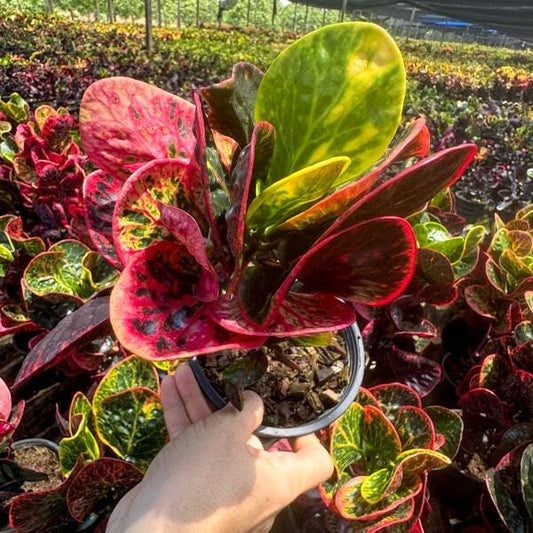 Croton PHET MONGKON