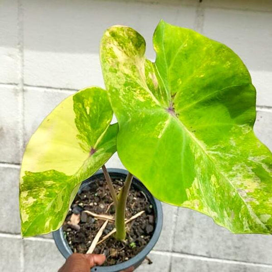 Colocasia PHET SAM YOT