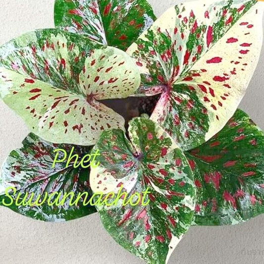 Caladium PHET SUVANNACHOT