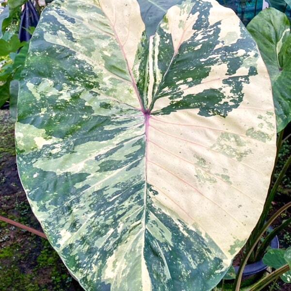 Colocasia PHET KHIRI