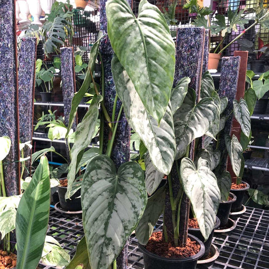 Philodendron BRANDTIANUM