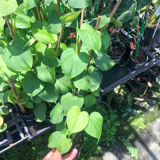Philodendron FIBRAECATAPHYLLUM