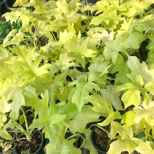 Philodendron GOLDEN