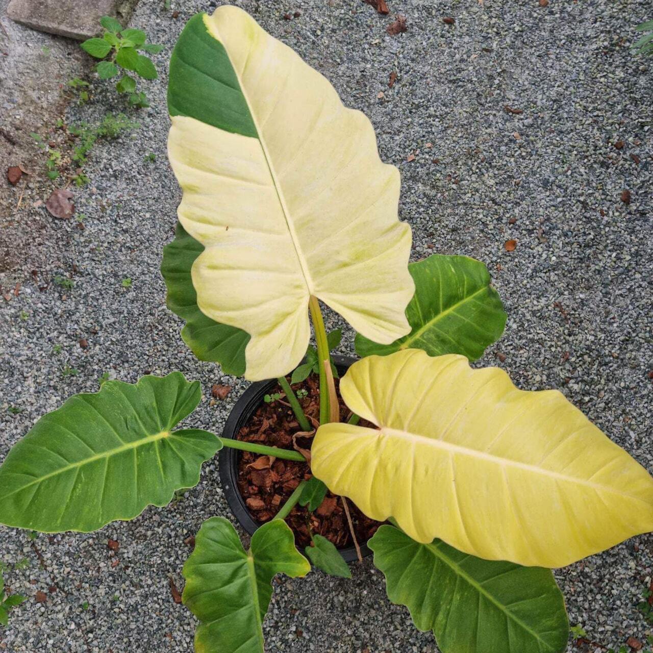 Philodendron JUNGLE FEVER