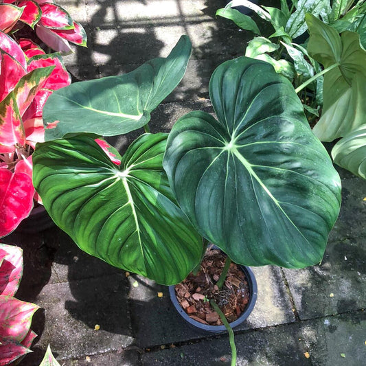 Philodendron MC DOWEL