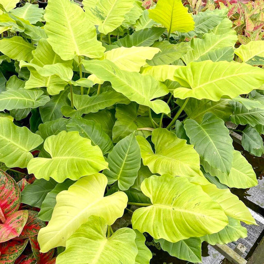 Philodendron SNOWDRIFT