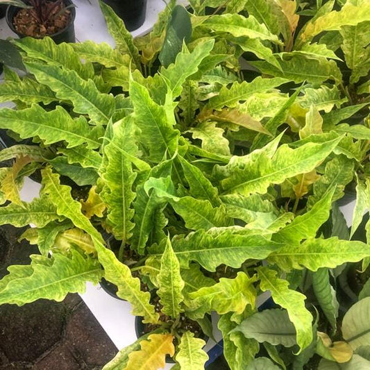 Philodendron GOLDEN SERRATUM MARBLE