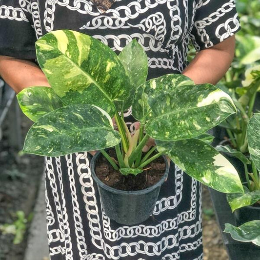 Philodendron GREEN CONGO HYBRID
