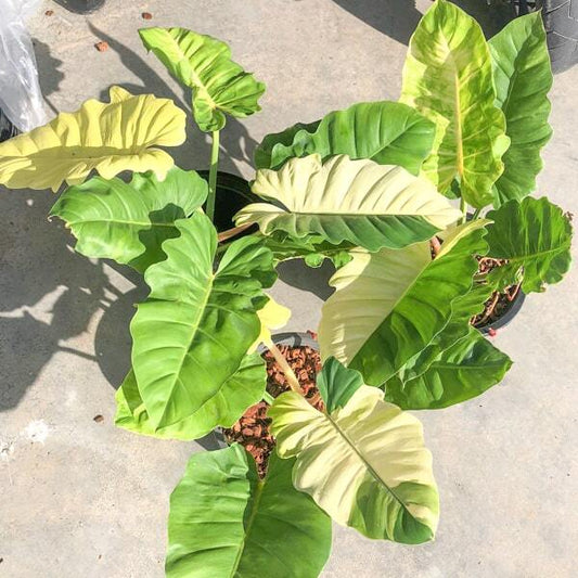 Philodendron JUNGLE FEVER VAR