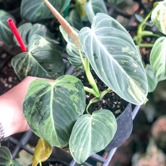 Philodendron MELANOCHRYSUM VAR