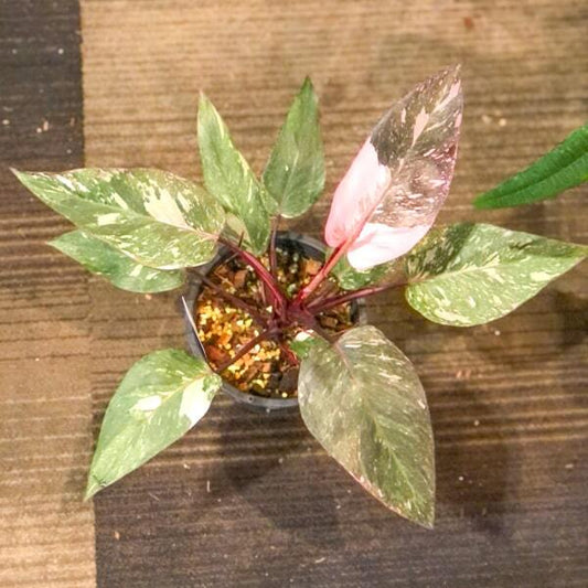 Philodendron PINK PRINCESS GALAXY