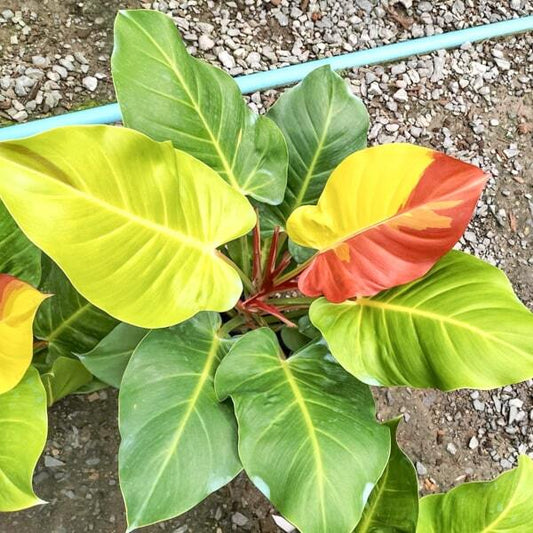 Philodendron YELLOW FLAME