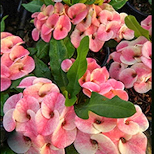 Euphorbia Milii PHOB CHOK