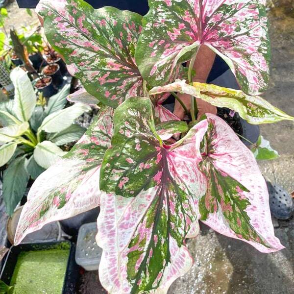 Caladium PHON JIAW SOH
