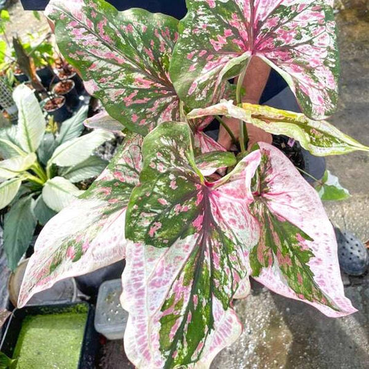 Caladium PHON JIAW SOH