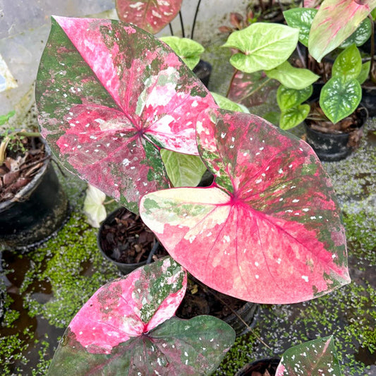Caladium PHON RATTANA