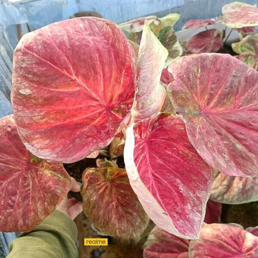 Caladium PHON SUANG