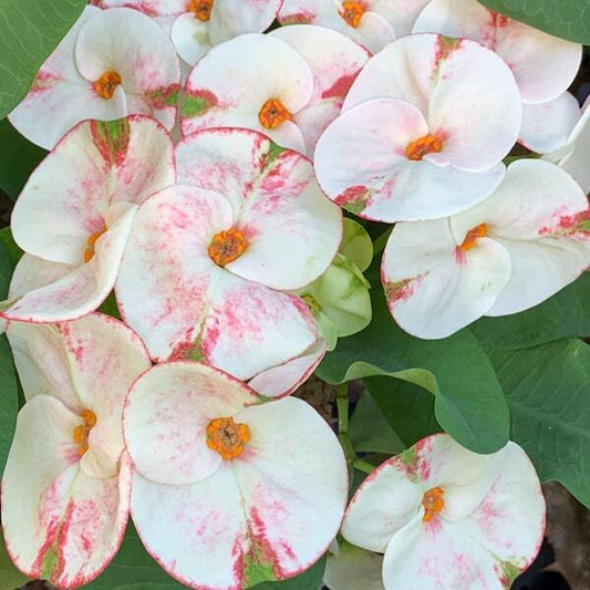 Euphorbia Milii PHOB SUK
