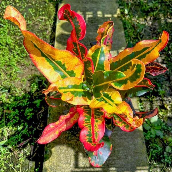 Croton PHRA ARUN