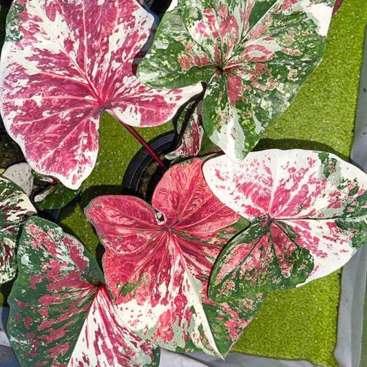 Caladium PHRA ATIT APSADONG