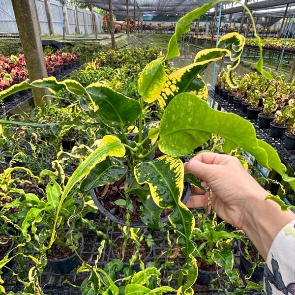 Croton PHRARAM PLANGSORN