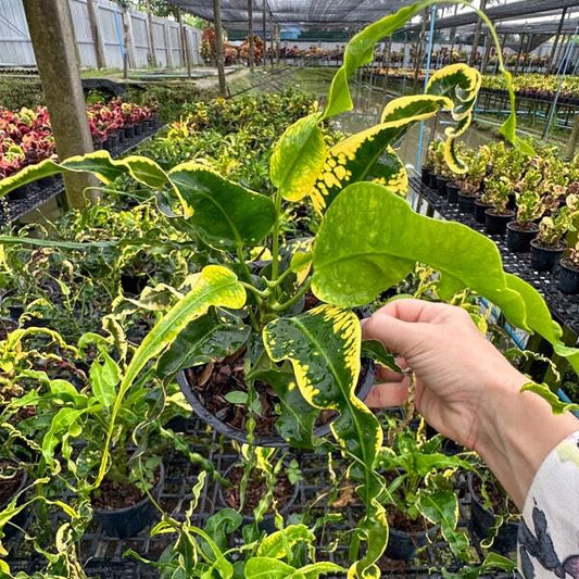 Croton PHRARAM PLANGSORN