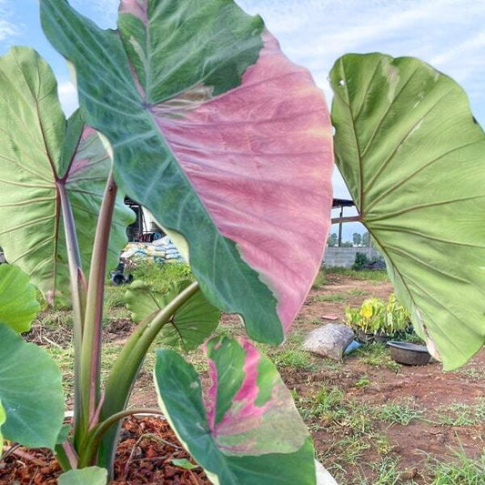 Colocasia PHRA SAENG PINK