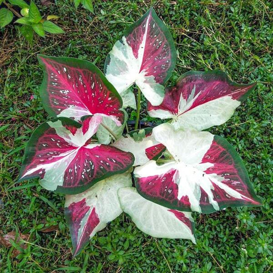 Caladium PHROM PHIMAN
