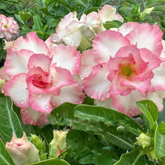 Adenium obesum PHUONG HONG