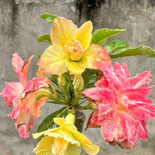 Adenium obesum PHUONG LAM 23