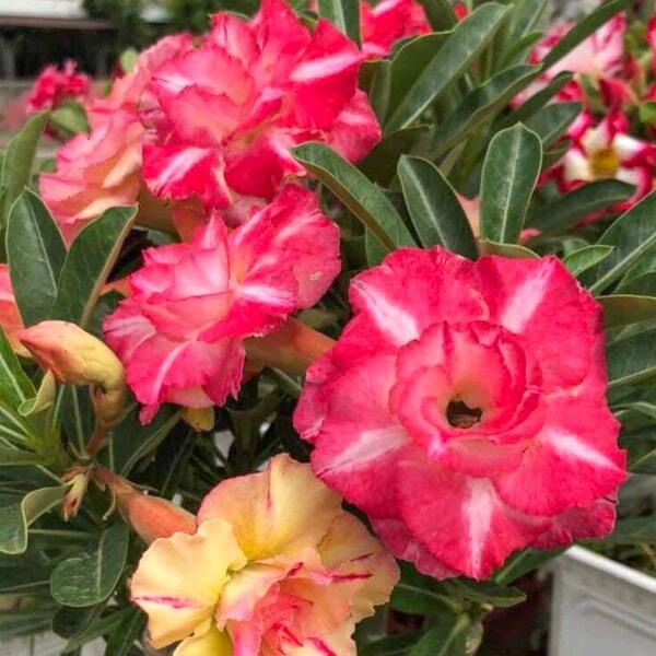 Adenium obesum PHUONG LAM 26
