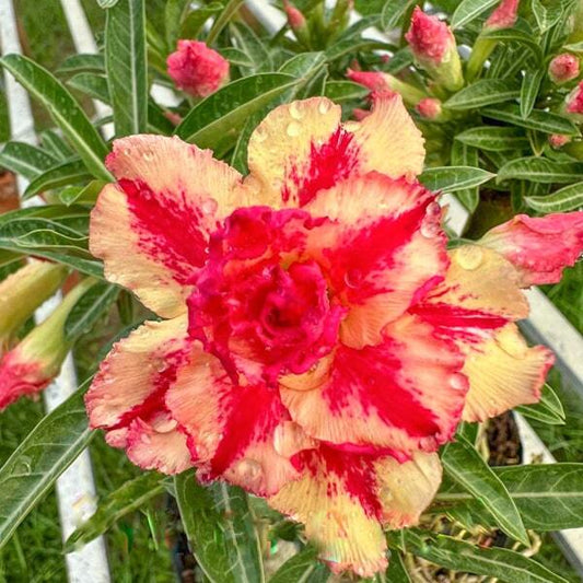 Adenium obesum PHUONG MAI 13