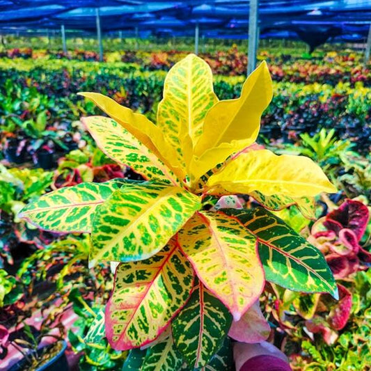 Croton PHUTSA BARAMEE