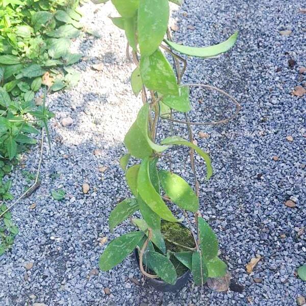 Hoya PHUWUAENSIS