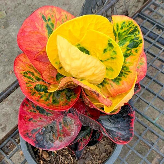 Croton PIAM SUK