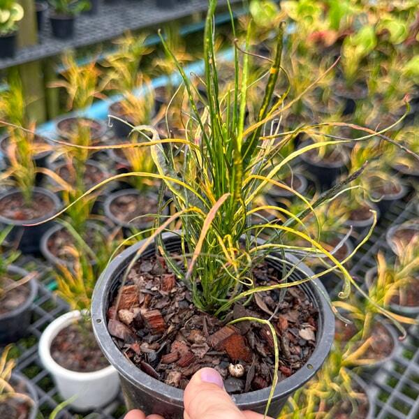 Croton PICASSO