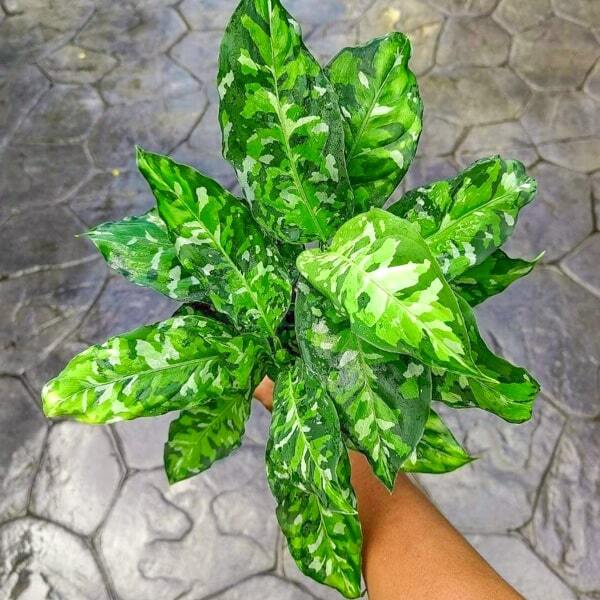 Aglaonema PICTUM TRICOLOR
