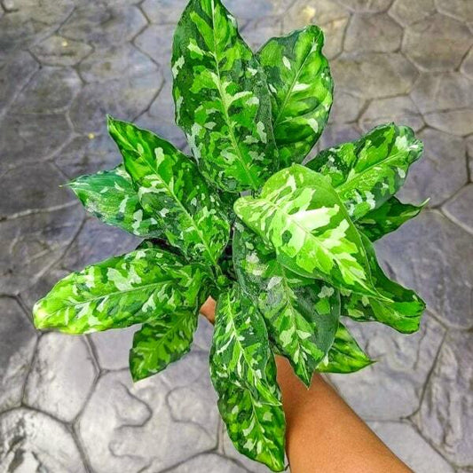 Aglaonema PICTUM TRICOLOR