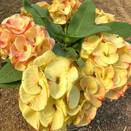 Euphorbia Milii PIM THONG