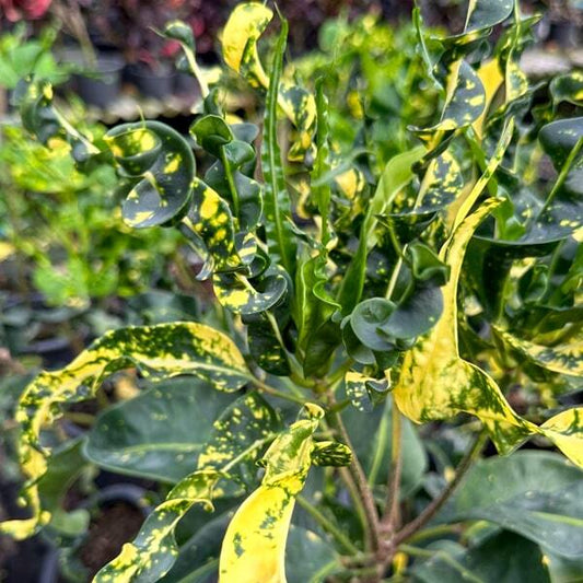 Croton PIN GAEW
