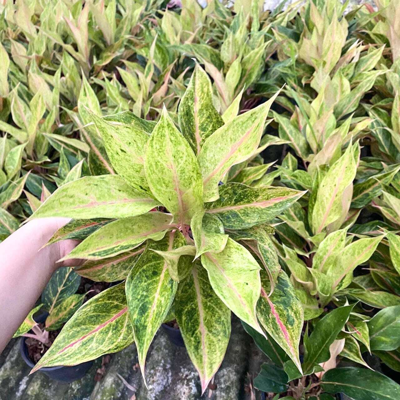 Aglaonema PIN THONG KAM / THONG PRASET