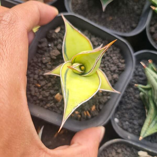 Sansevieria PINGUICULA YELLOW/AUREA