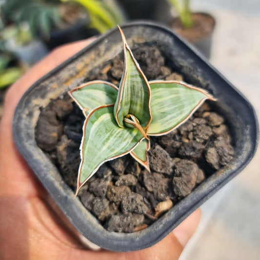 Sansevieria PINGUI EMBOS WHITE VAR