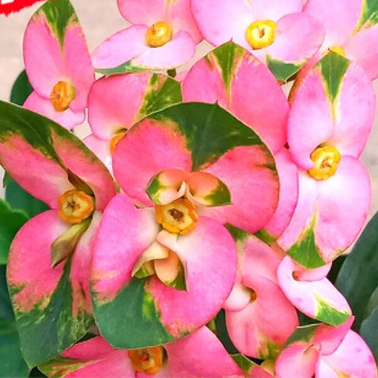Euphorbia Milii PINK BUTTERFLY (small)