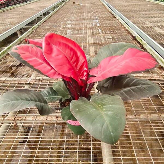Philodendron PINK CARDINAL