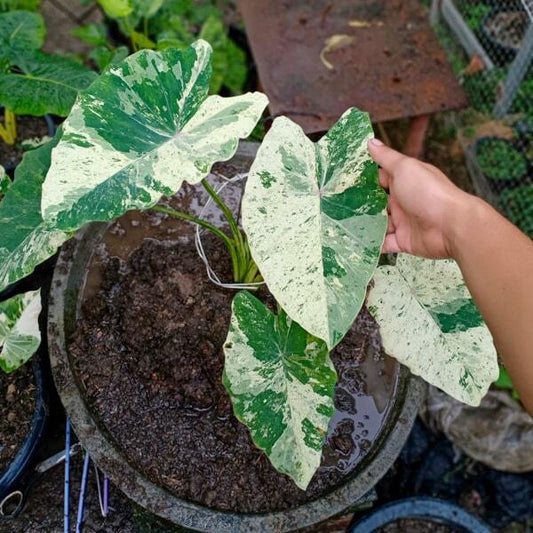 Colocasia PINK CHANTHABUN