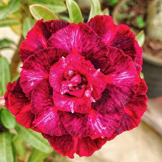 Adenium obesum PINK CROWN