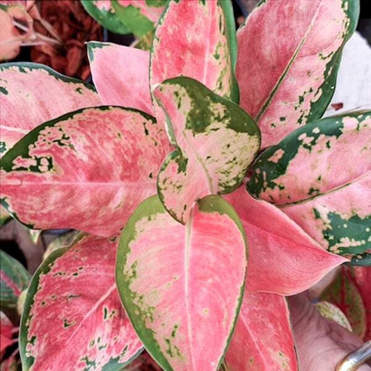 Aglaonema DIAMOND PINK