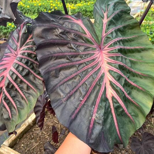 Colocasia PINK DRAGON