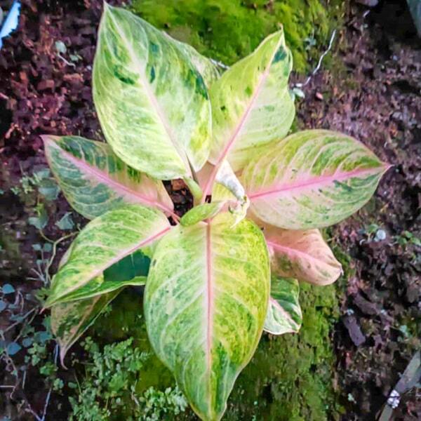 Aglaonema PINK GOLD